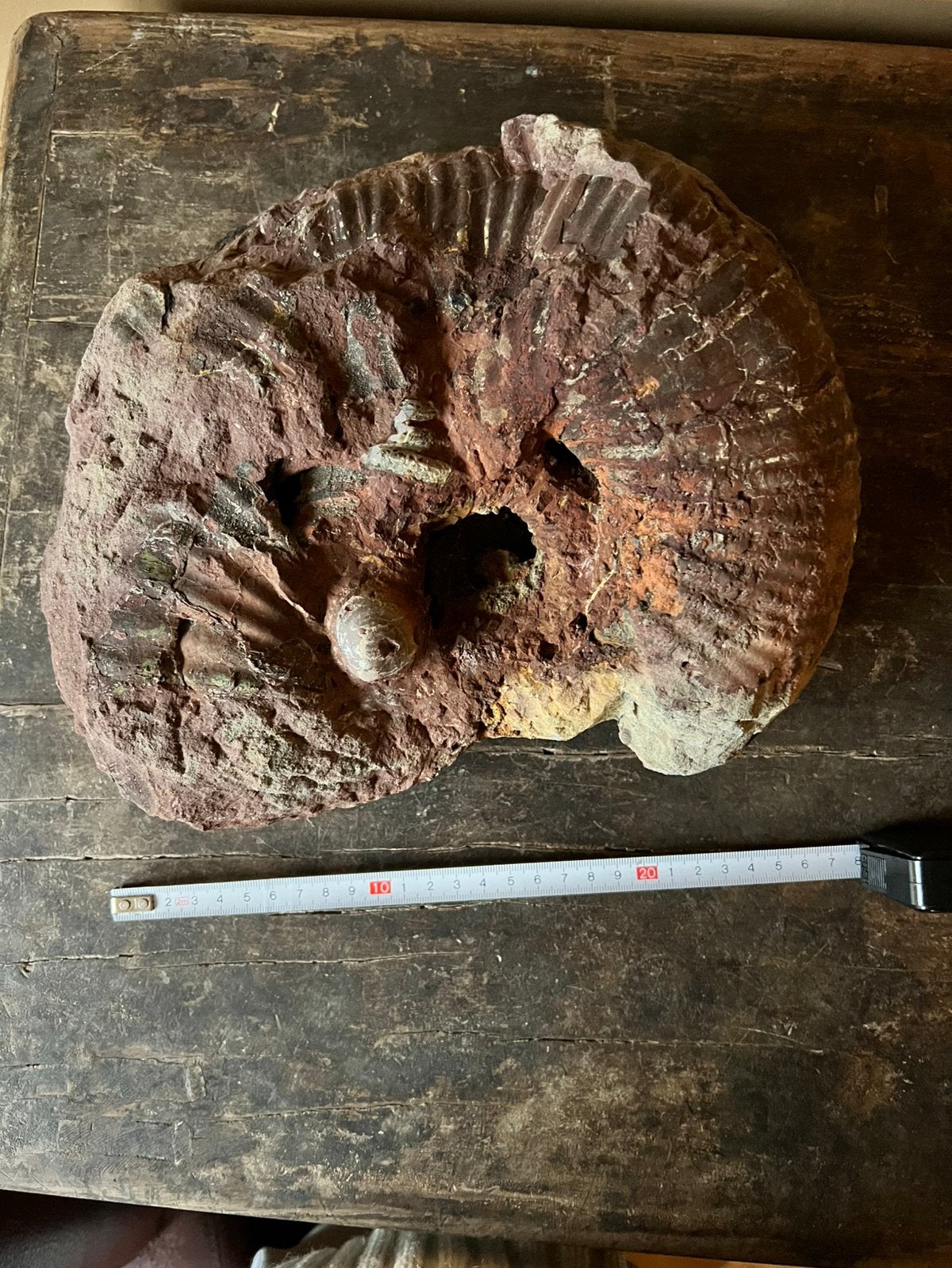 Grote ammoniet fossiel, Verzamelen, Ophalen, Fossiel