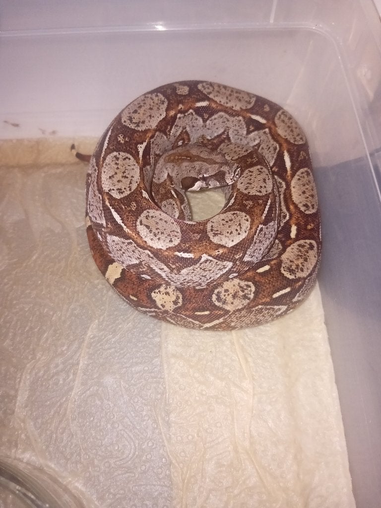 Verschillende jonge boa constrictor imperator te koop Boa Constrictor photo 7