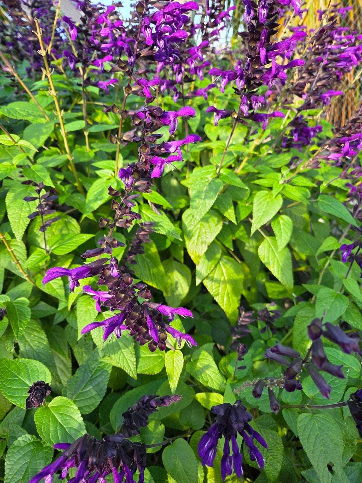 Salvia 'Amistad' - Prachtige paarse bloemen, Volle zon, Vaste plant, Zomer, Ophalen