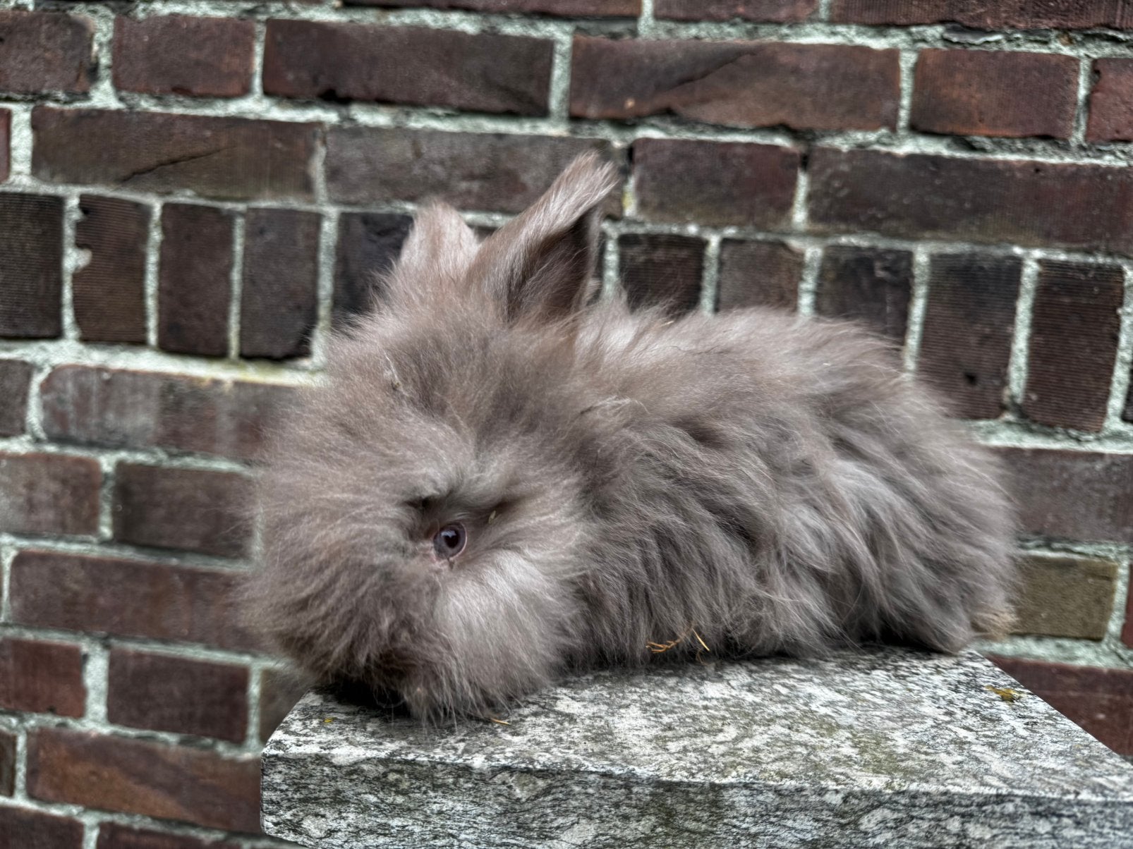 Engelse Angora konijnen te koop, Dieren en Toebehoren, Meerdere dieren, Groot