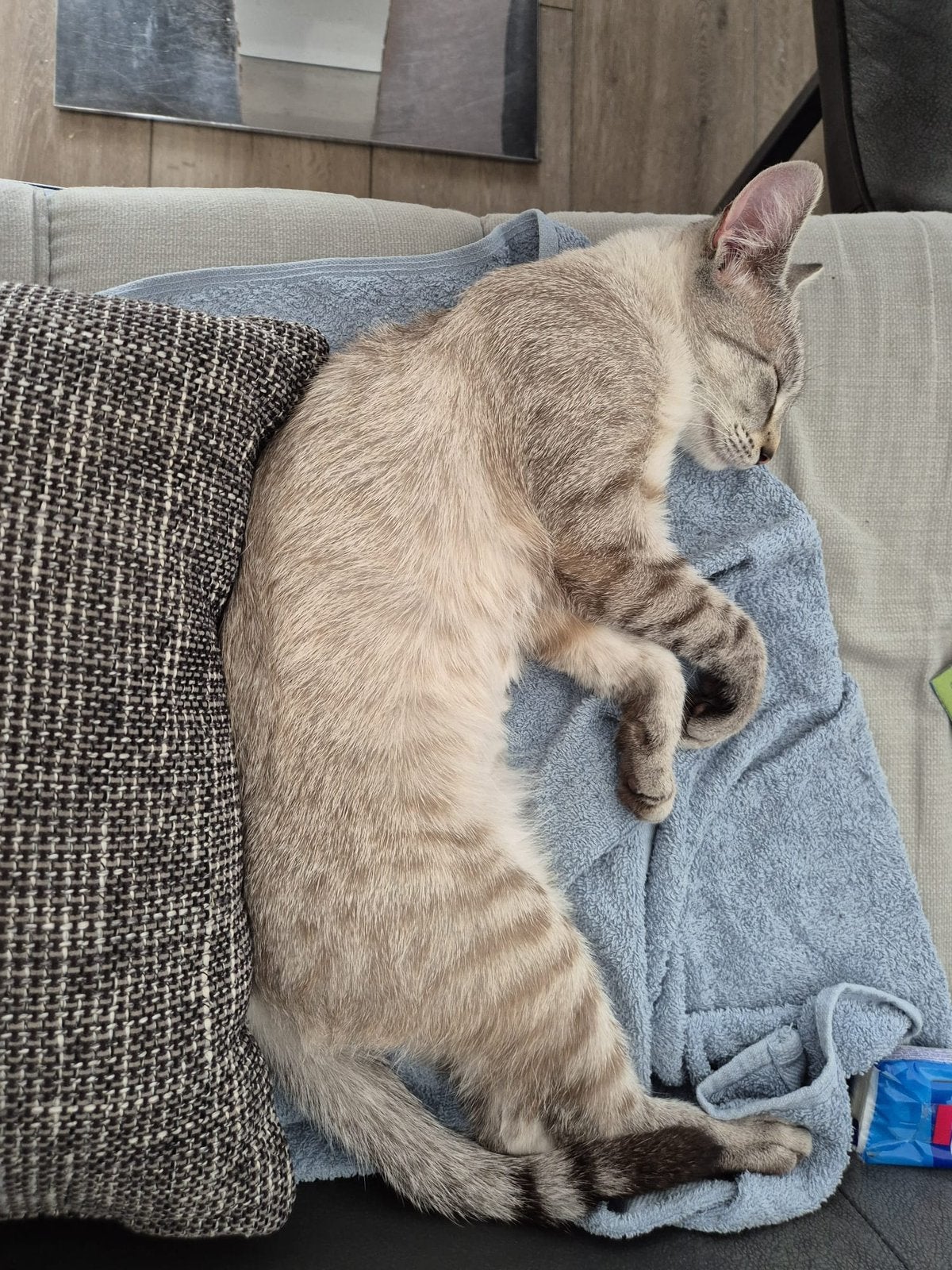 Siamees mix, 0 tot 2 jaar