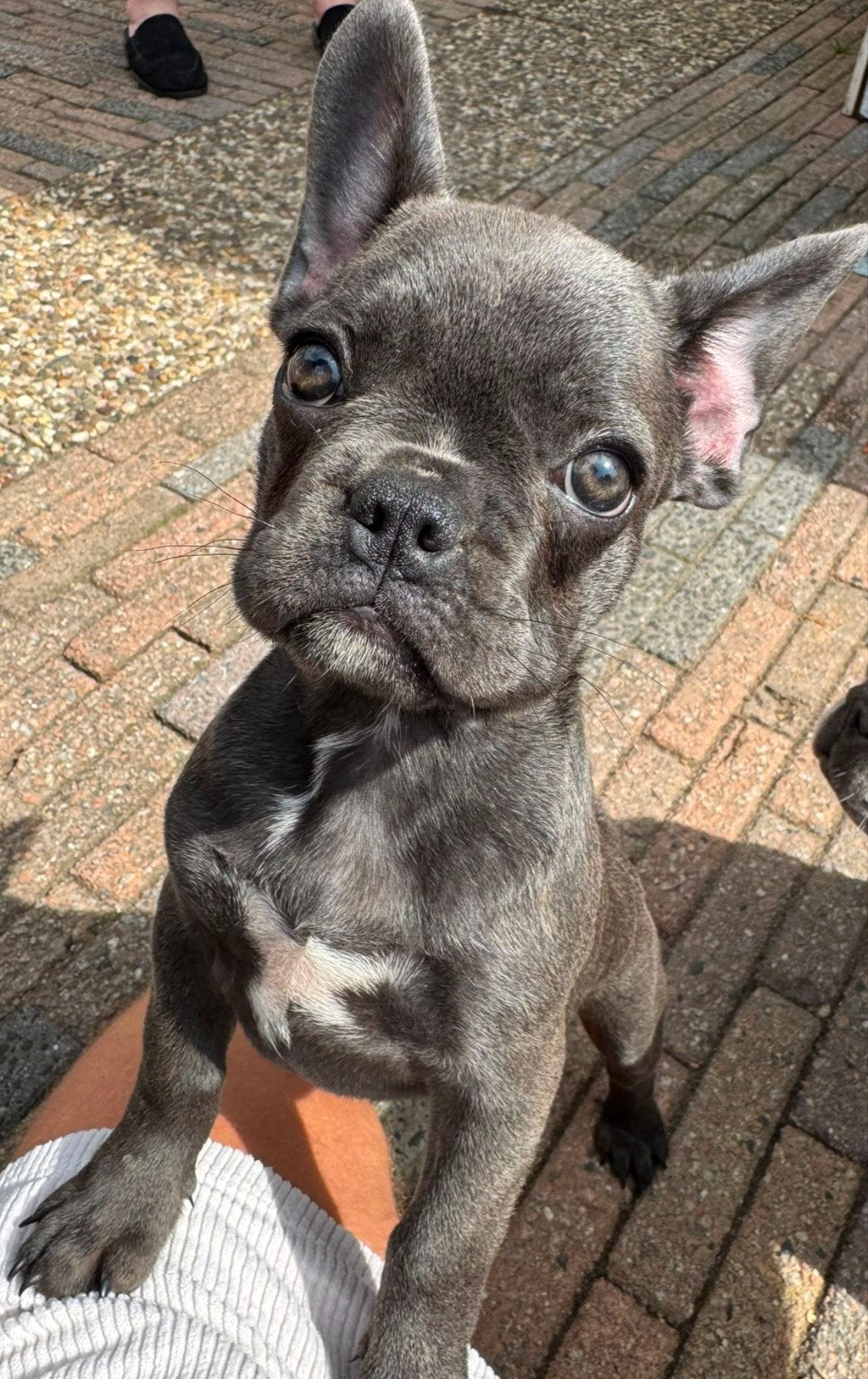 Franse bulldog. Beschikbaar teefje blauw gestremd., Dieren en Toebehoren, 8 tot 15 weken, Bulldog, Meerdere, Meerdere dieren