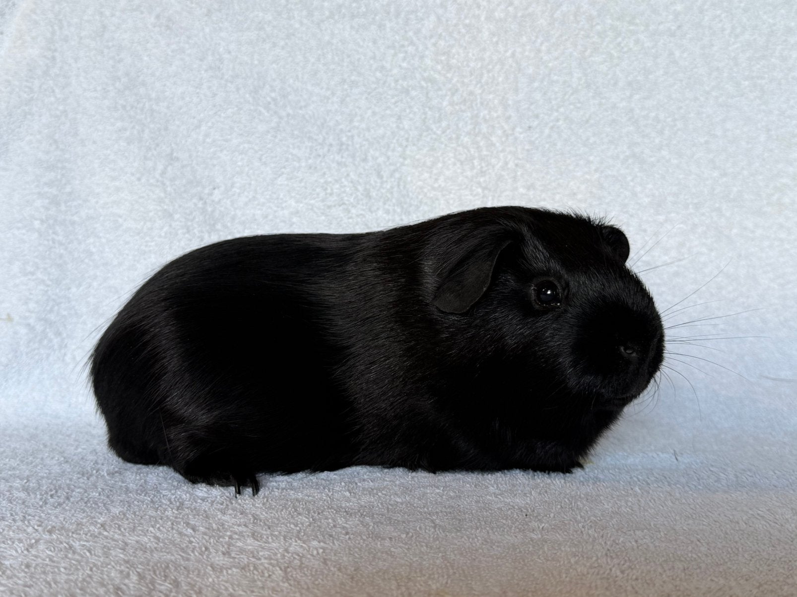 Zwart gladhaar beer, Dieren en Toebehoren, Cavia, Juni, Mannelijk, Tam
