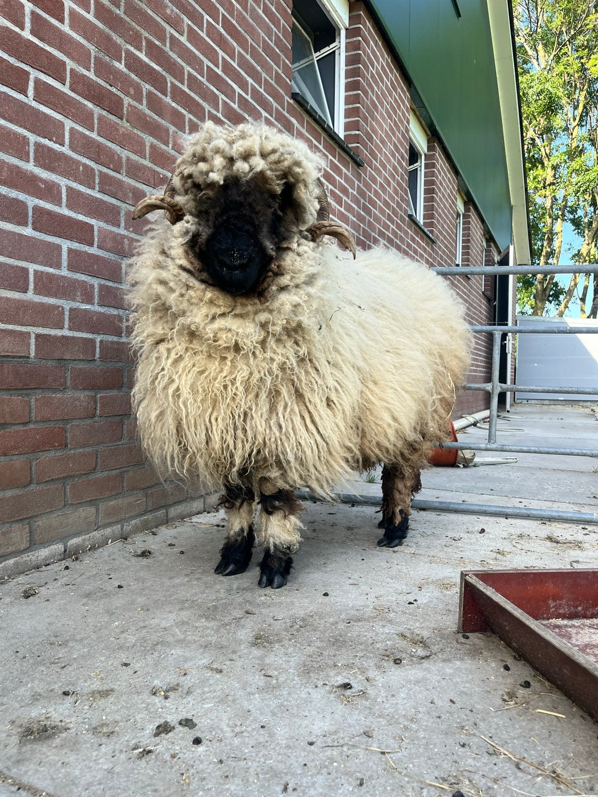 walliser schwarznase, Vrouwelijk, Schaap