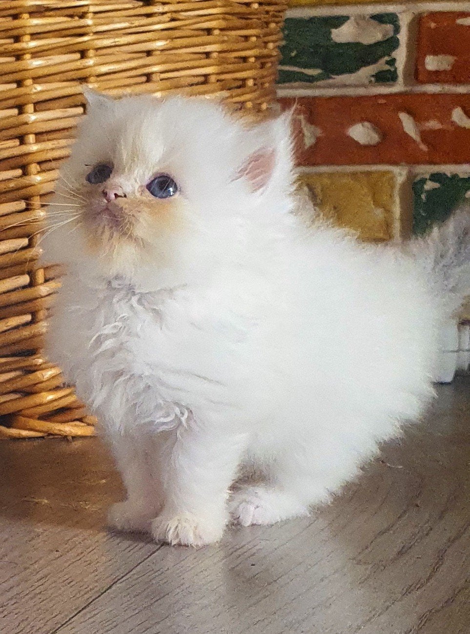 Ragdoll kittens, Dieren en Toebehoren, Meerdere dieren, Ontwormd, 0 tot 2 jaar