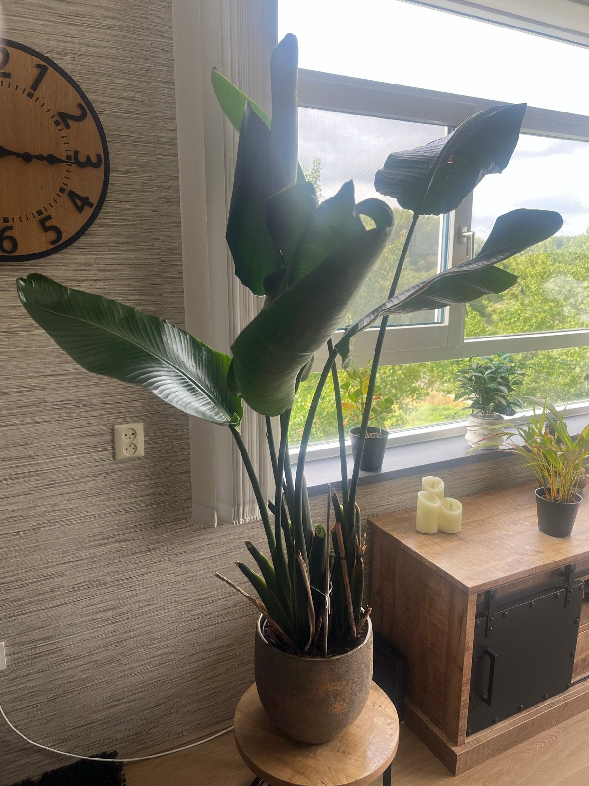 Strelitzia Nicolai - Paradijsvogelplant - 170cm hoog, Volle zon, Vaste plant, Bloeit niet, Ophalen
