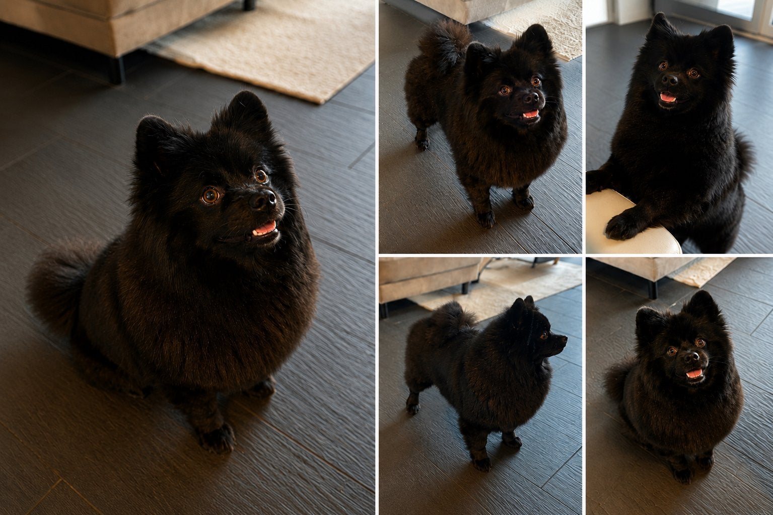 Dekreu pomeriaan/keeshond, Reu, 1 tot 2 jaar, Parvo, Eén hond