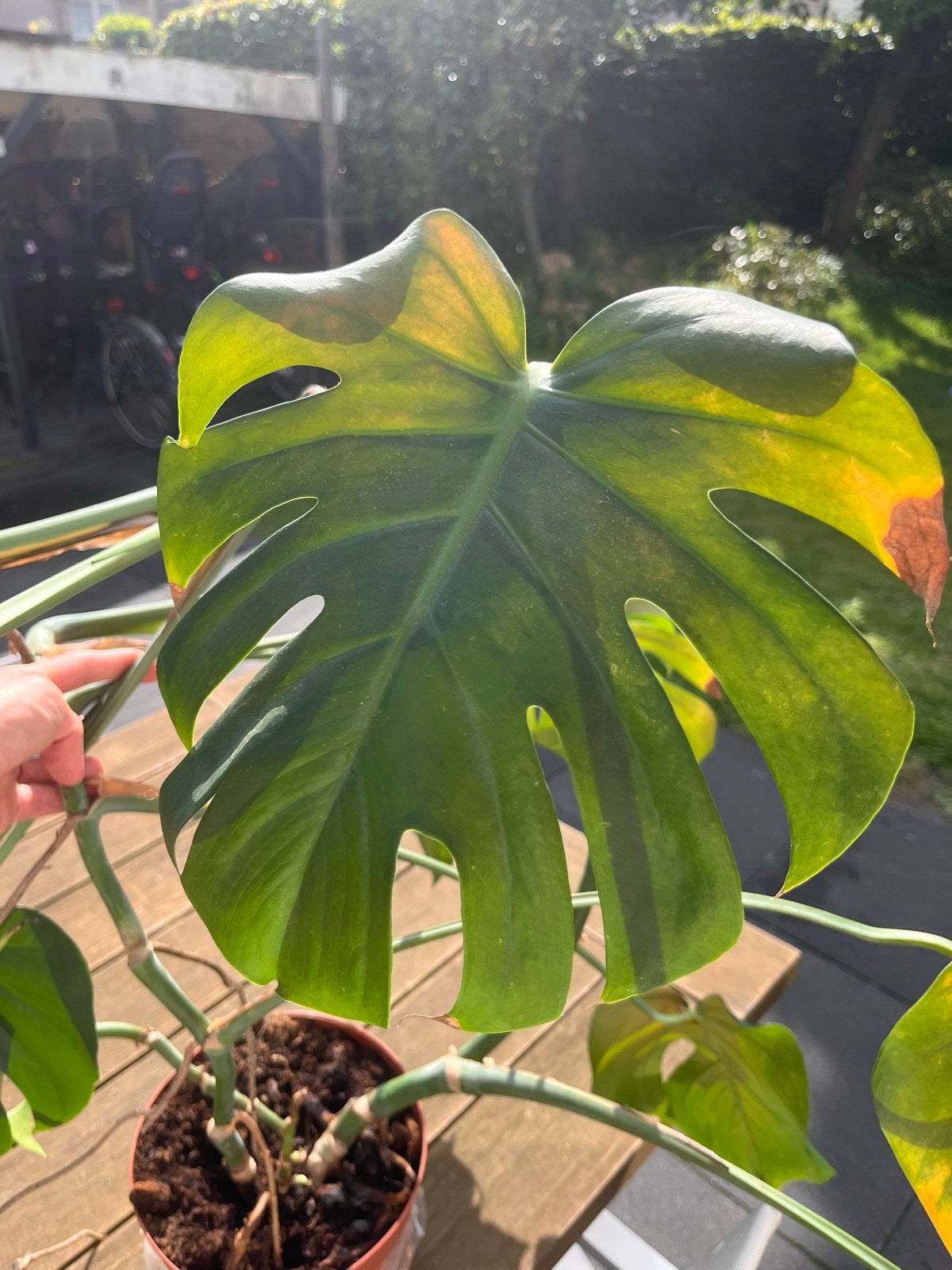 Grote Monstera Deliciosa - Kamerplant in pot, Ophalen, 100 tot 150 cm, Overige soorten, Halfschaduw