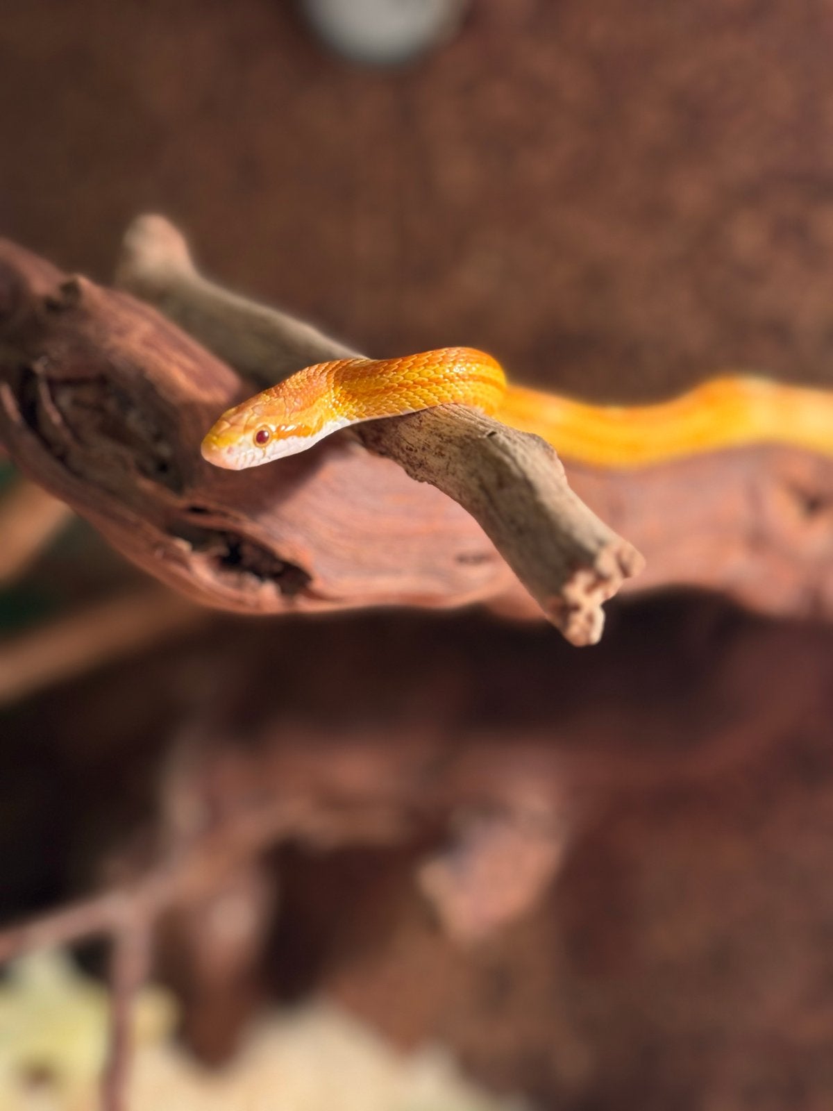 Een korenslang 3 jaar oud met terrarium Corn Snake photo 8