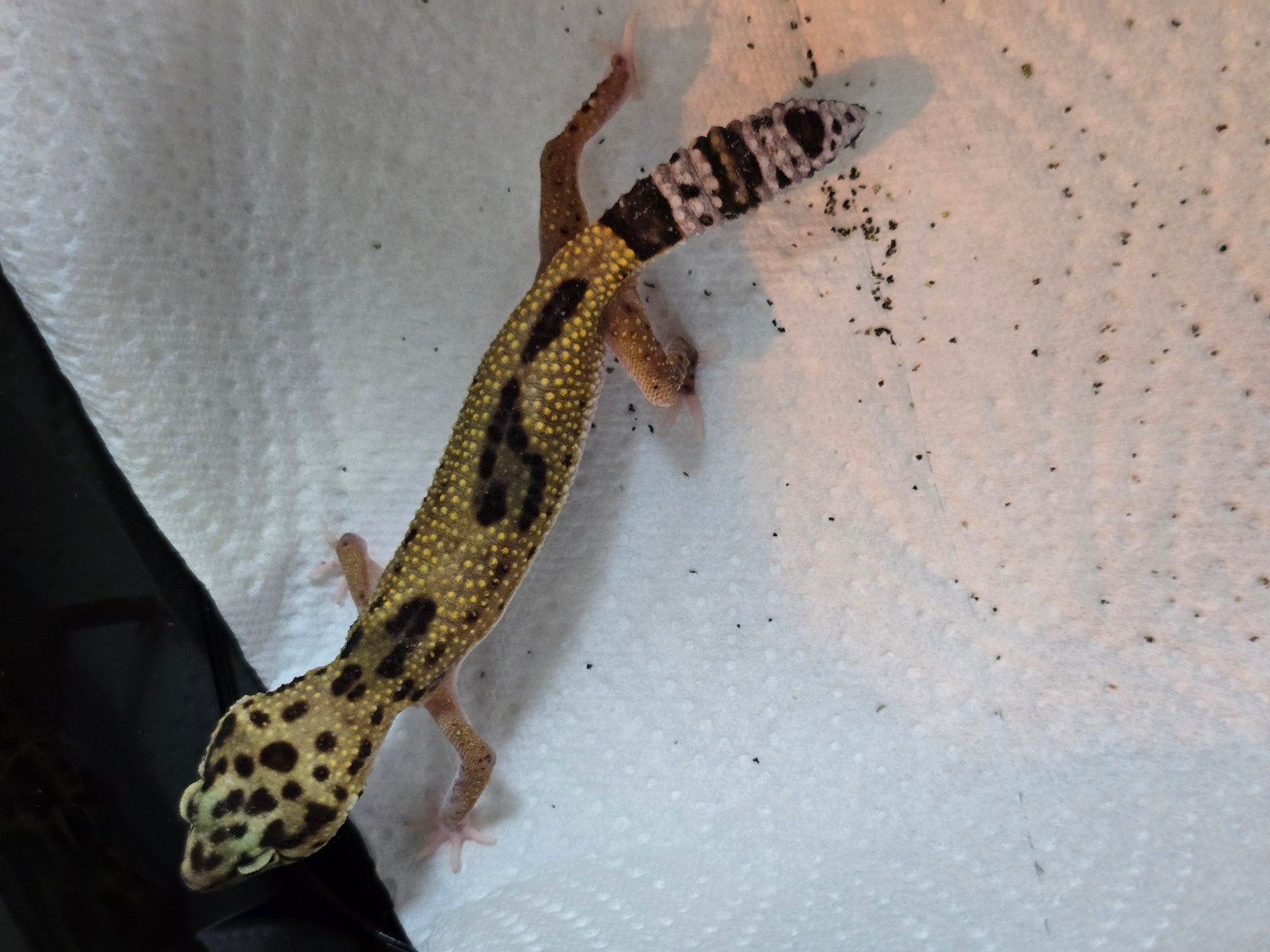 Diversen jonge luipaardgekko's in prachtige kleuren Leopard Gecko photo 8