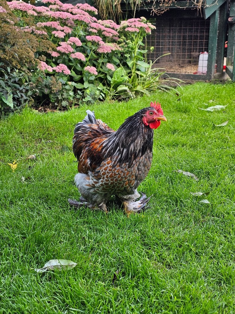 Gratis af te halen: Cochin krielhaan (ca. 3,5 maand oud), Dieren en Toebehoren, Mannelijk, Kip