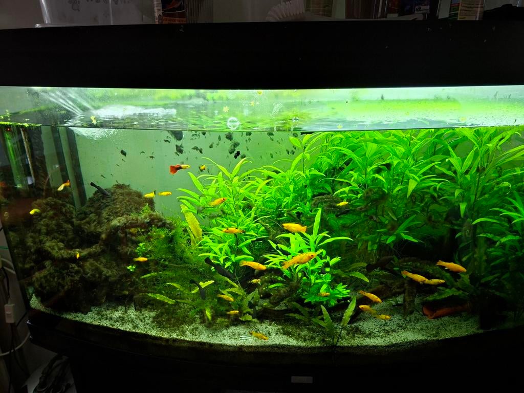 Aquarium Vision 260, zwart incl. zwarte onderkast en vissen., Dieren en Toebehoren, Vissen | Aquaria en Toebehoren, Ophalen, Gebruikt