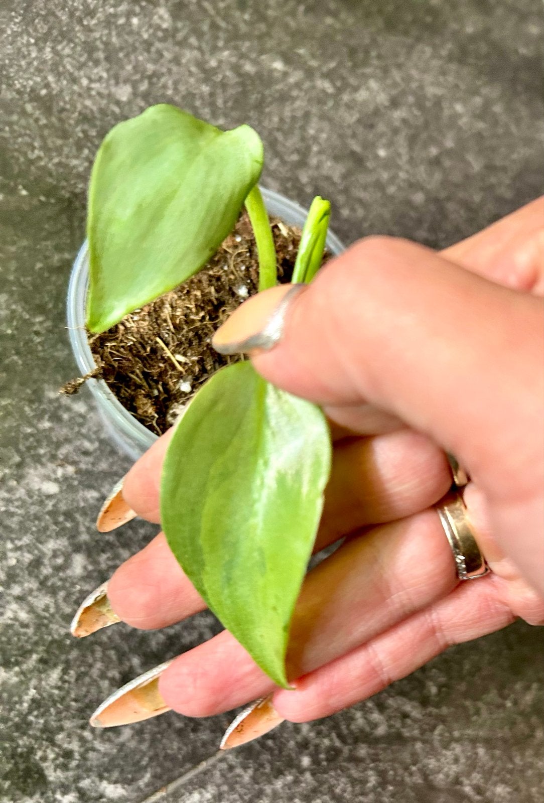Baby Philodendron Silver Sword Variegata, Huis en Inrichting, Ophalen of Verzenden, Halfschaduw, Minder dan 100 cm