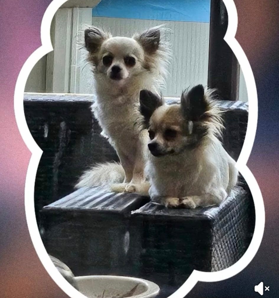 te koop chiwauwa hondje, Dieren en Toebehoren, Overige rassen, Teef, Eén hond, 3 tot 5 jaar