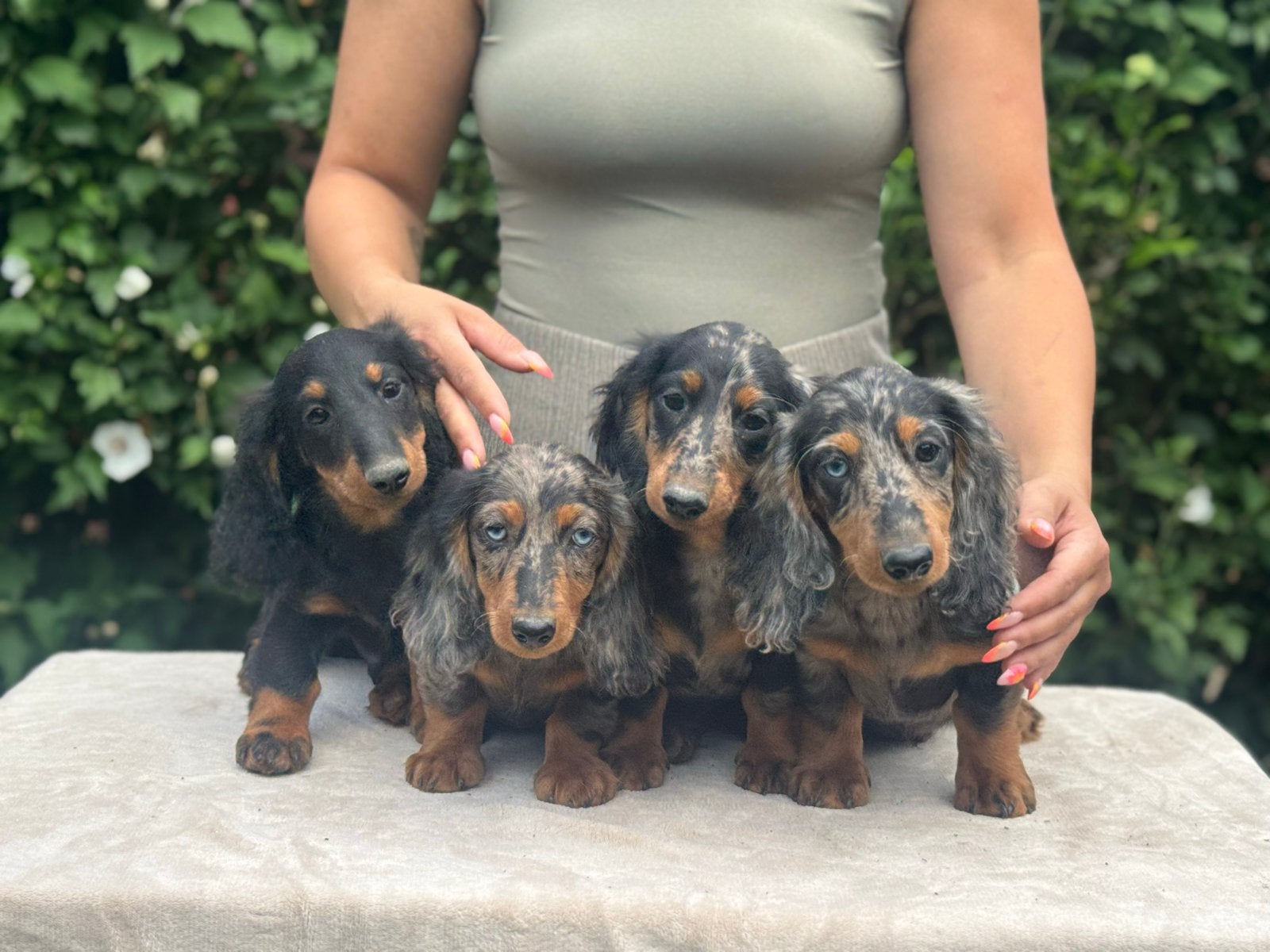 FCI Long haired miniature dachshounds, Dieren en Toebehoren, Honden | Teckels en Dashonden, Nederland, Reu, 8 tot 15 weken, Dwerg