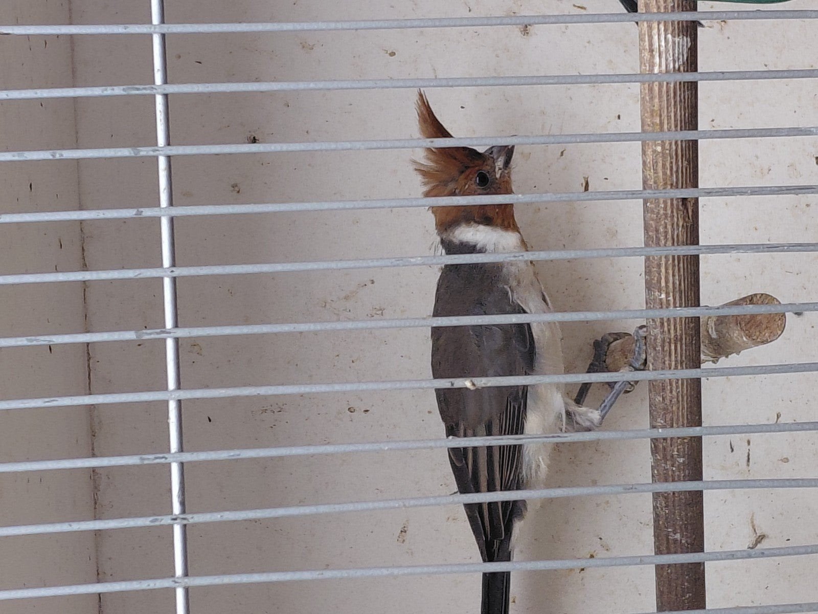 Roodkuifkardinaal pop 2026 geringd met dna, Dieren en Toebehoren, Vrouwelijk, Geringd