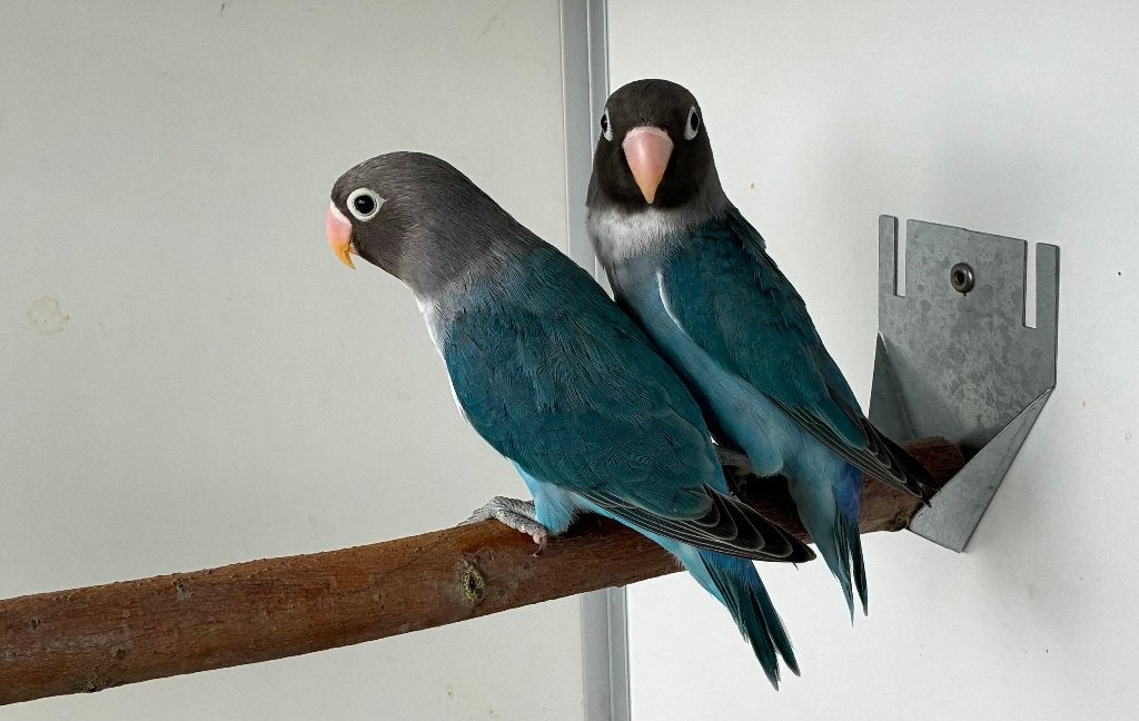 Agapornis Nigrigenis 2026 - Blauw serie, Dieren en Toebehoren, Vogels | Parkieten en Papegaaien, Geslacht onbekend, Dwergpapegaai of Agapornis