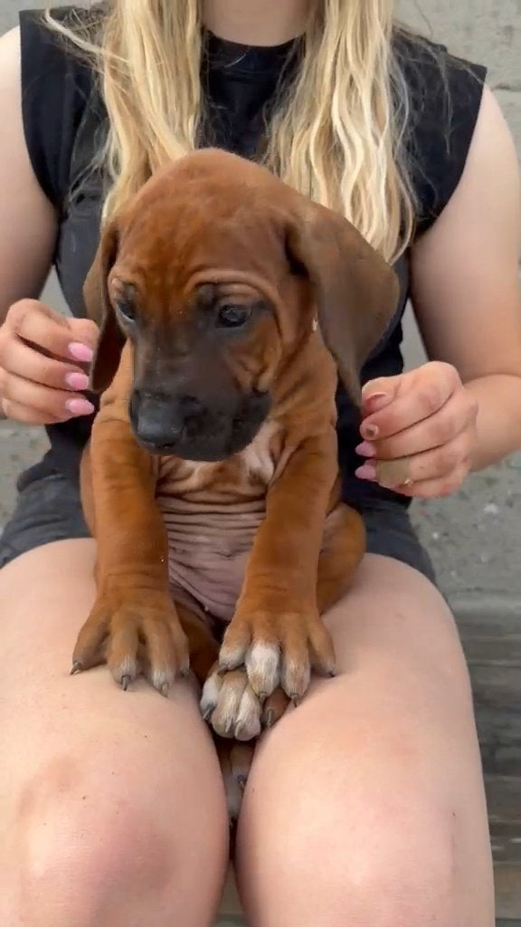 Rhodesian Ridgeback pups, Dieren en Toebehoren, Parvo, België, Particulier, Overige rassen