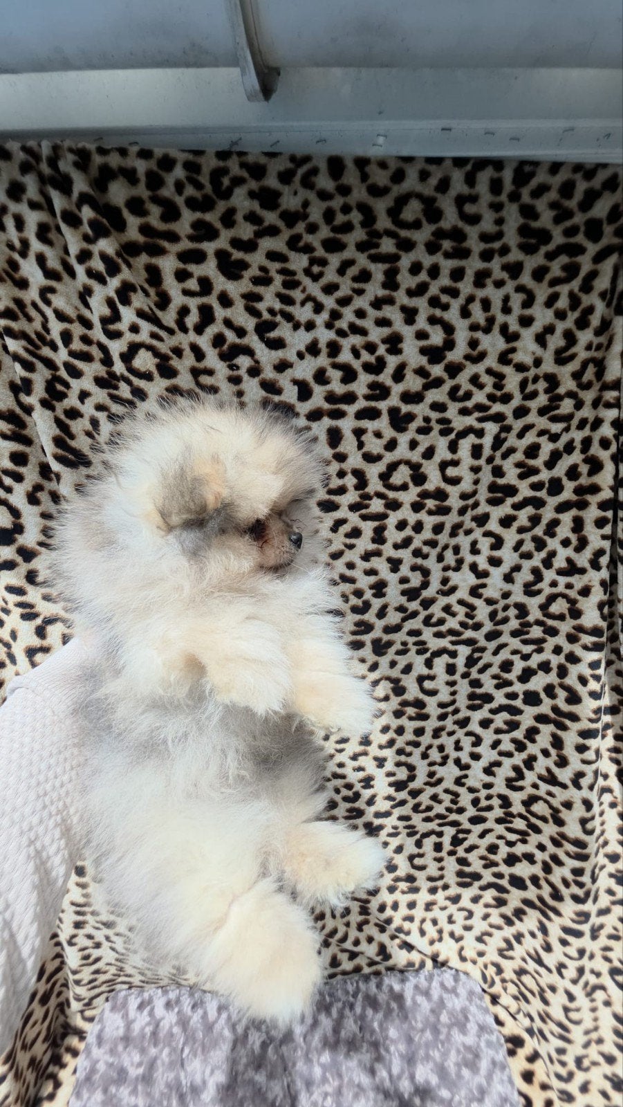 Pomeriaan “Bear Face” pups, HCC (leverziekte), Overige rassen, 8 tot 15 weken, Meerdere dieren