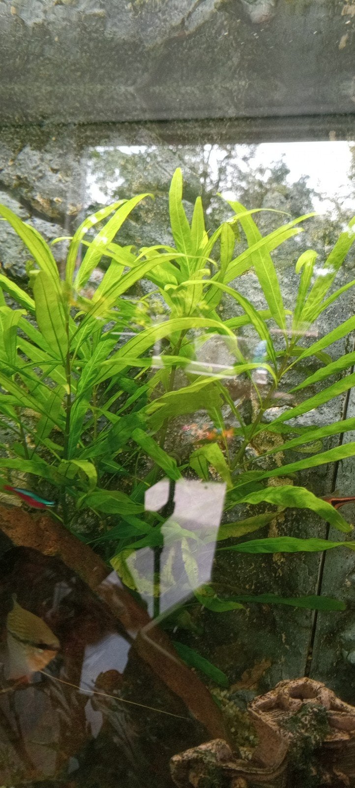 Hygrophila - sterke en snelgroeiende aquariumplant, Ophalen, Nieuw, Plant(en), Steen of Hout