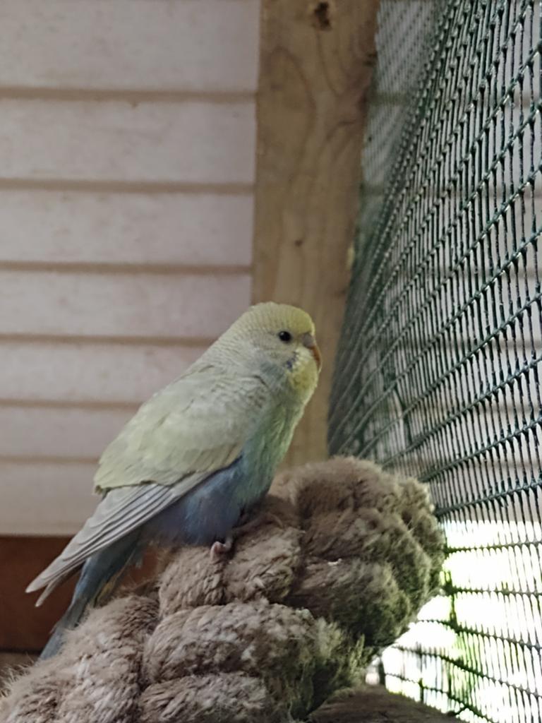 Grasparkieten, Meerdere dieren, Parkiet