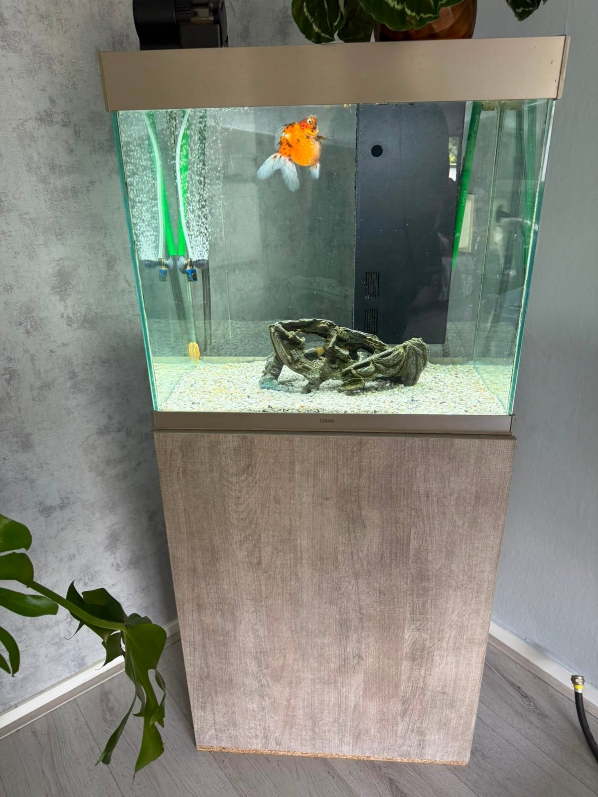aquarium met vis en algeneters, Ophalen, Gevuld zoetwateraquarium