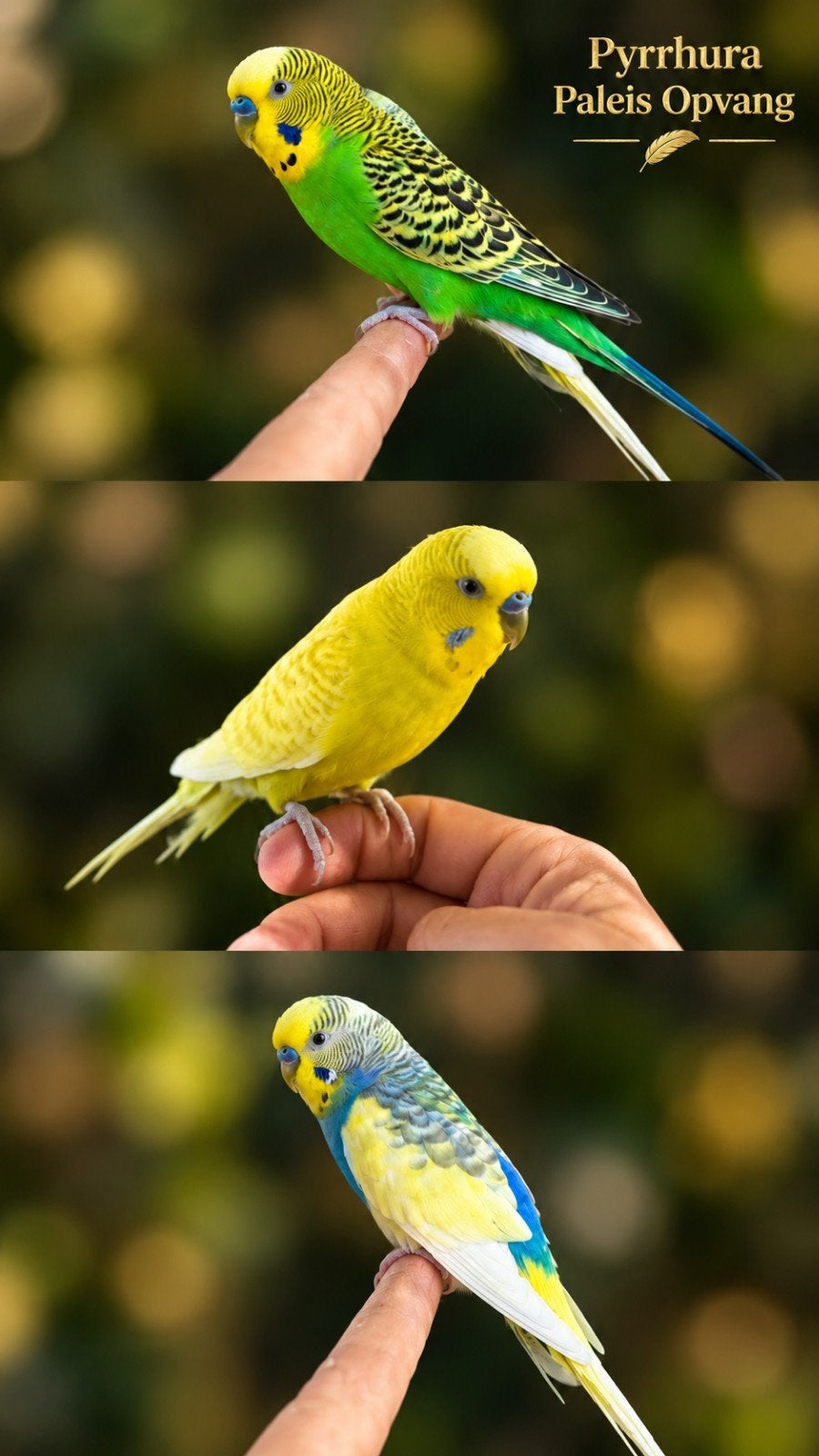 tweety, fogo & Izzy (Ter adoptie)