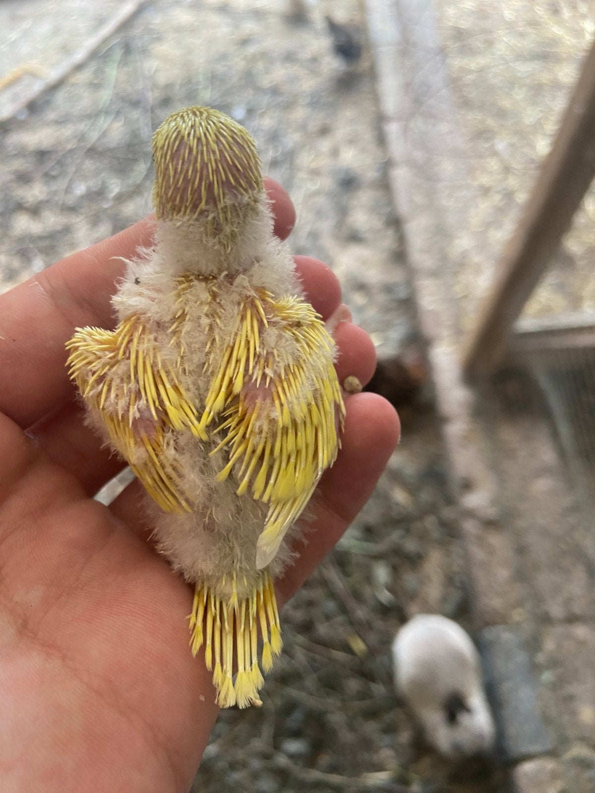 Jonge grasparkieten, Dieren en Toebehoren, Vogels | Parkieten en Papegaaien, Meerdere dieren, Parkiet