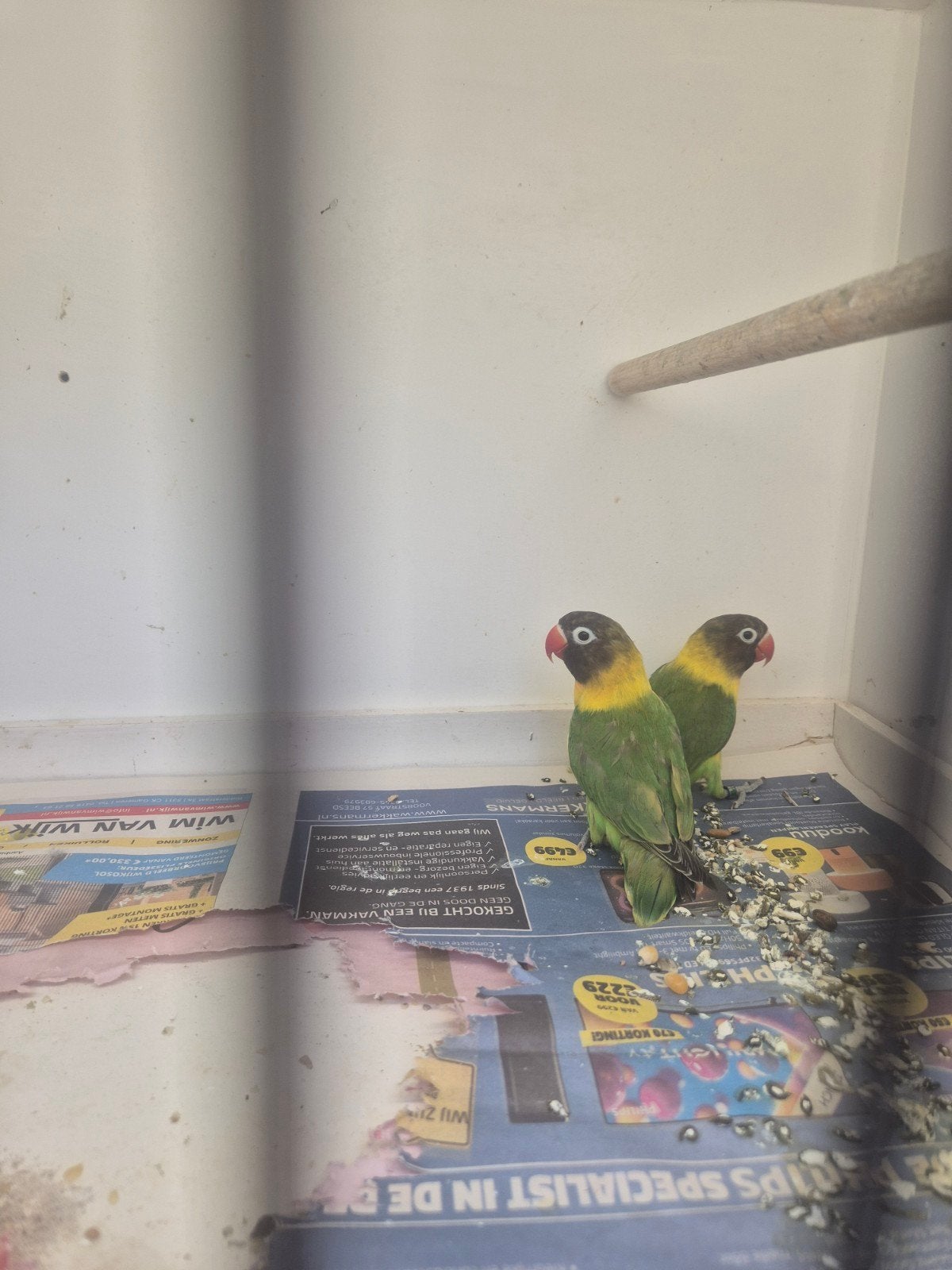 Mooi kweekkoppel personata's, Dieren en Toebehoren, Vogels | Parkieten en Papegaaien, Meerdere dieren, Dwergpapegaai of Agapornis
