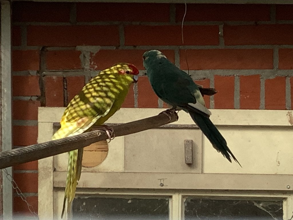 Koppel kakariki, Dieren en Toebehoren, Meerdere dieren, Parkiet