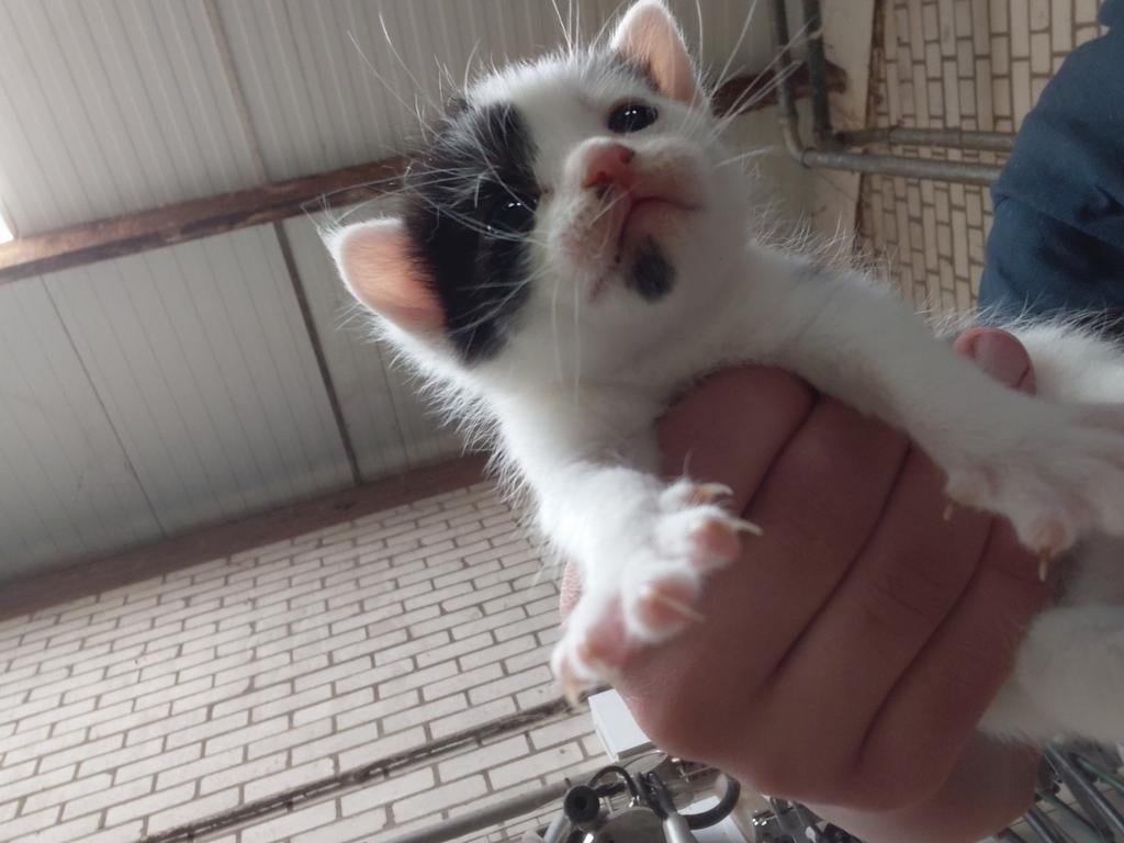 Leuke boerderij kittens, Dieren en Toebehoren, Meerdere dieren, Ontwormd, 0 tot 2 jaar