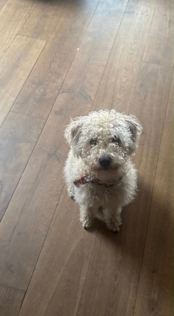 Labradoodle Lotje (1 jaar), Overige rassen, 1 tot 2 jaar, Teef, Eén hond
