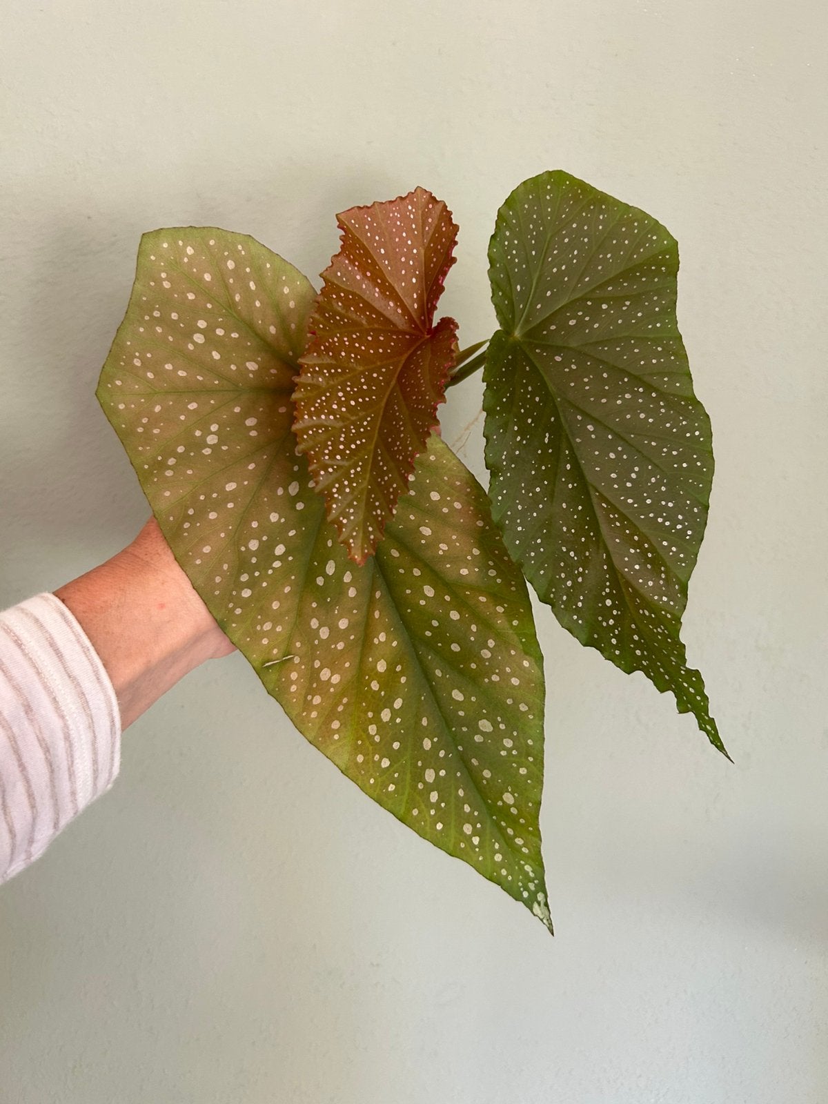 Begonia corallina, gewortelde stek, Ophalen of Verzenden, Halfschaduw, Minder dan 100 cm