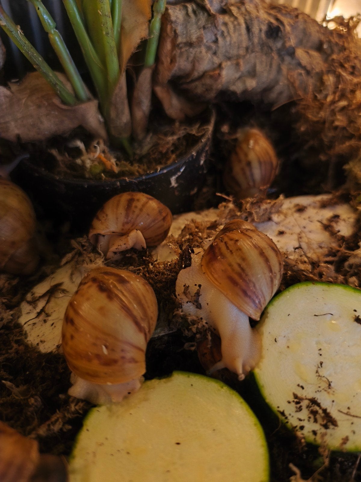 Archachatina marginata ovum acromelanic te reserveren, Februari, Meerdere dieren
