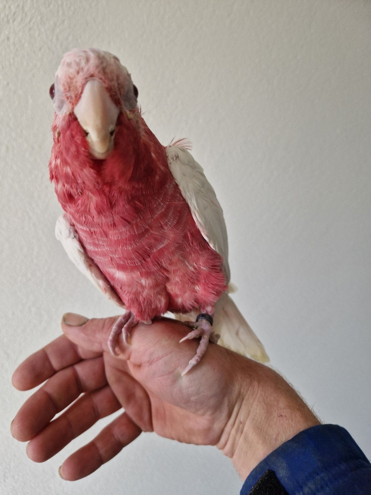 super tamme lutino rose kaketoe, Dieren en Toebehoren, Mannelijk, Papegaai, Tam