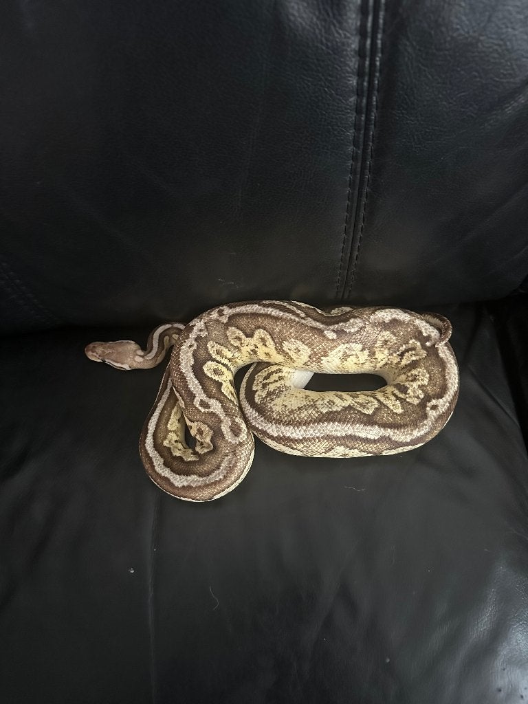 2.1 koningspythons te koop Ball Python photo 3