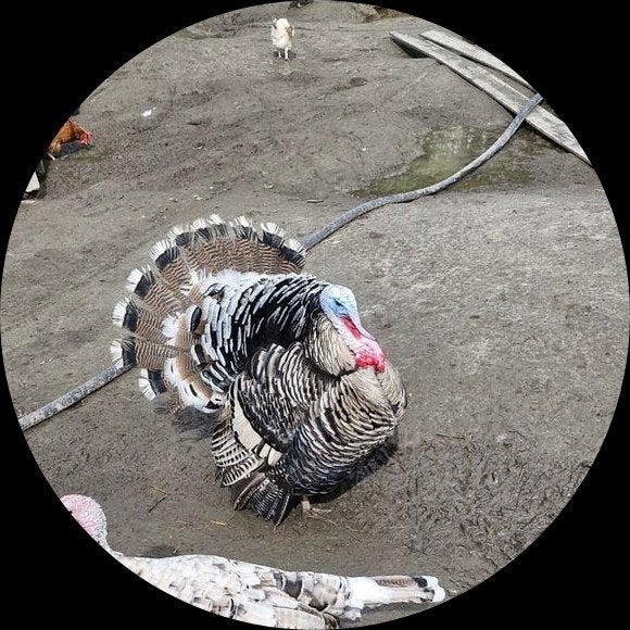 Te koop kalkoen, Dieren en Toebehoren, Pluimvee, Mannelijk, Kalkoen