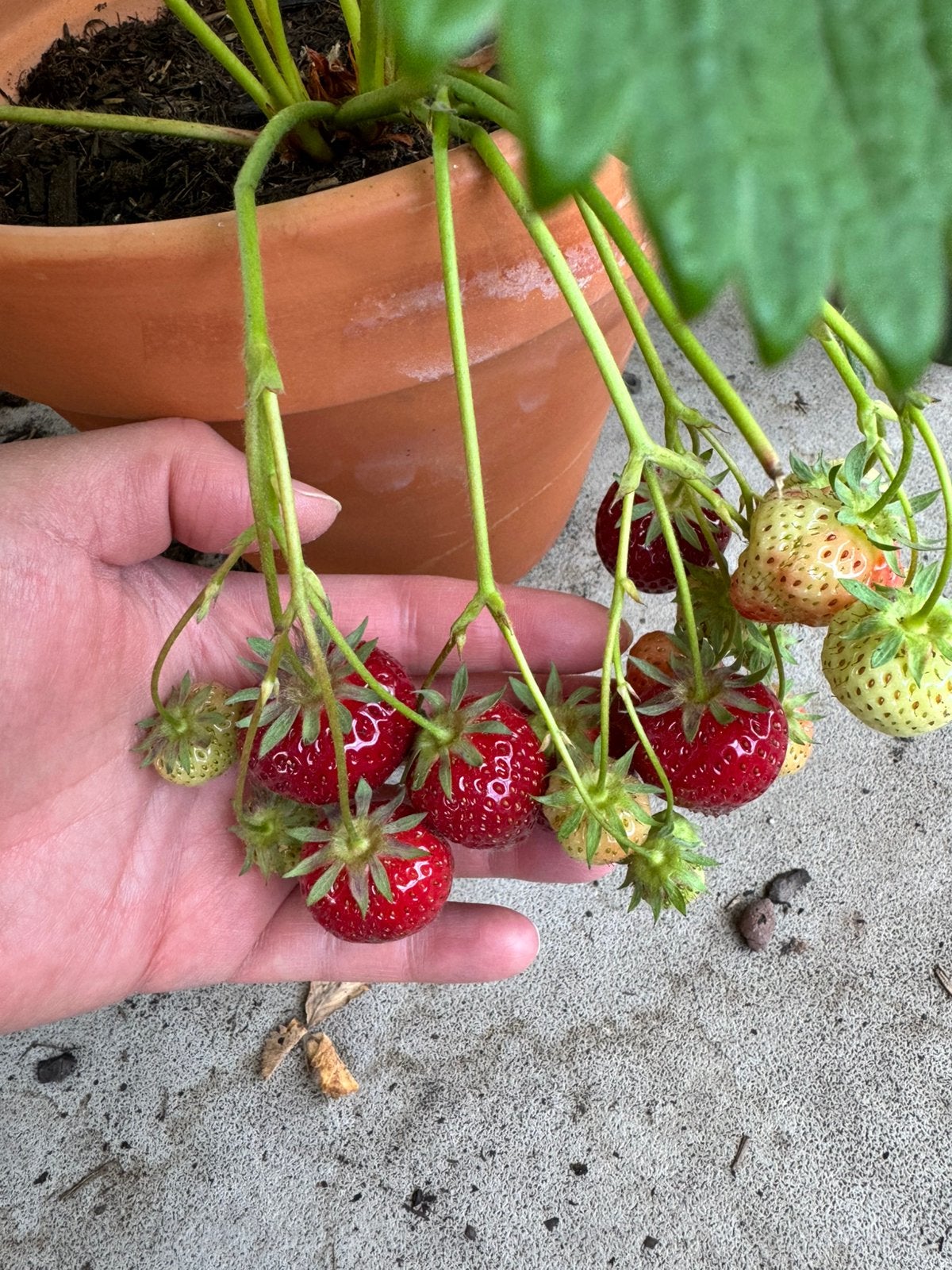 Heerlijke Aardbei Plantjes - Lambada, Gariguette, Elianny, Volle zon, Vaste plant, Ophalen of Verzenden, Zomer
