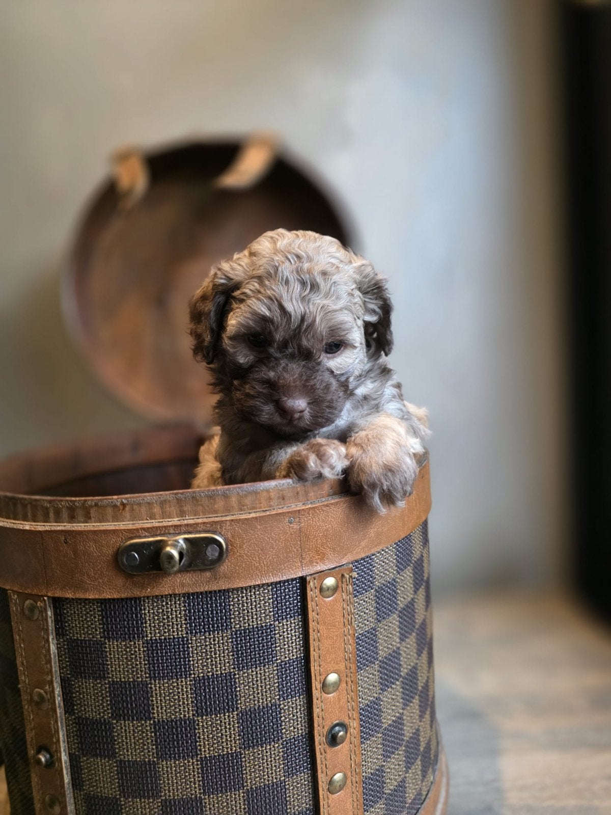 Liefdevolle puppy’s zoeken binnenkort hun gouden mandje, Dieren en Toebehoren, Honden | Chihuahua's en Gezelschapshonden, Overige rassen