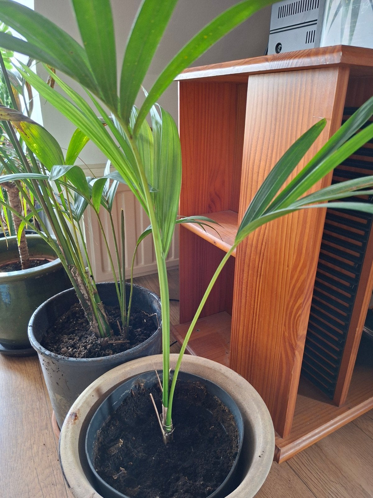 Palmplant in binnenpot, Ophalen, Halfschaduw, Minder dan 100 cm