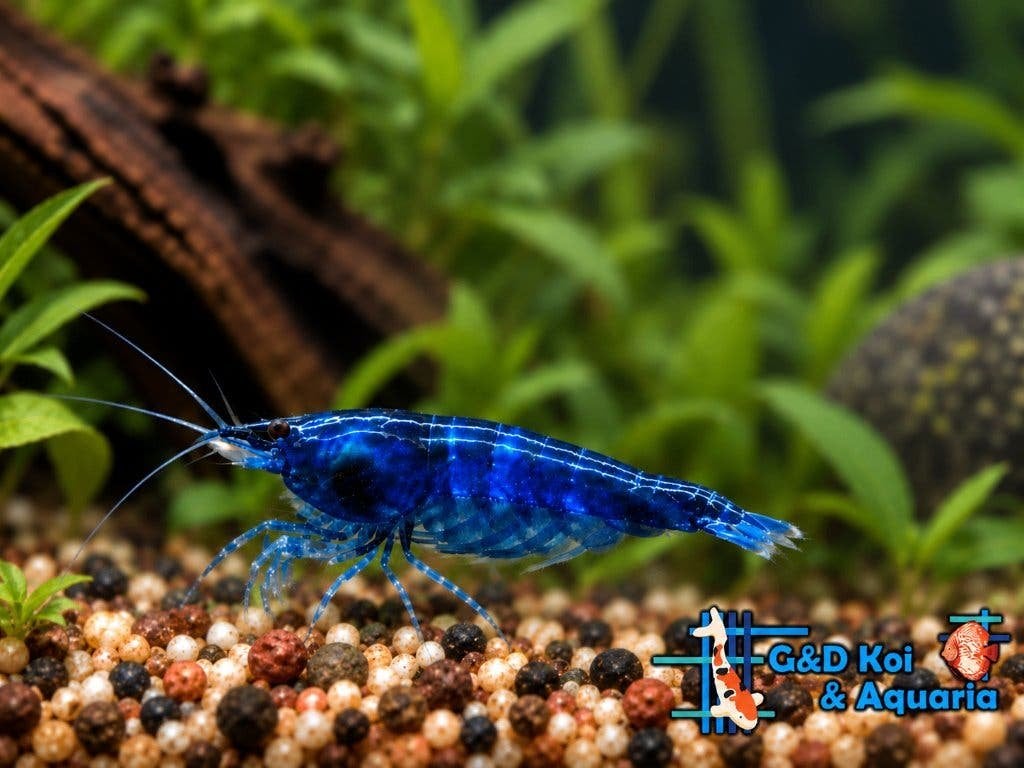 Garnalen eigen import dus vol op kleur, Dieren en Toebehoren, Vis