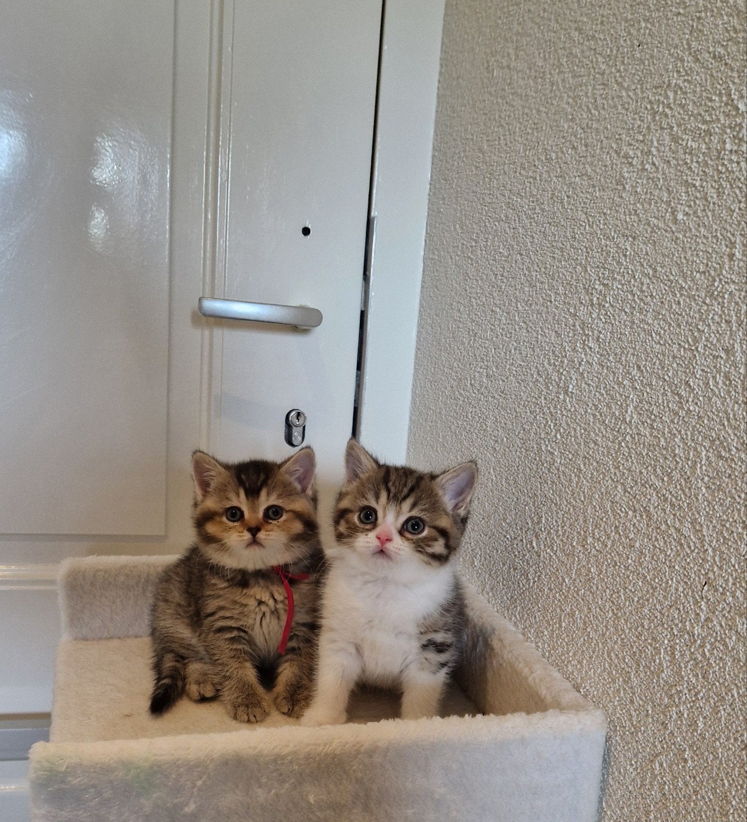 Prachtige Brits/ Britse korthaar kittens, Dieren en Toebehoren, Poes, Gechipt, 0 tot 2 jaar