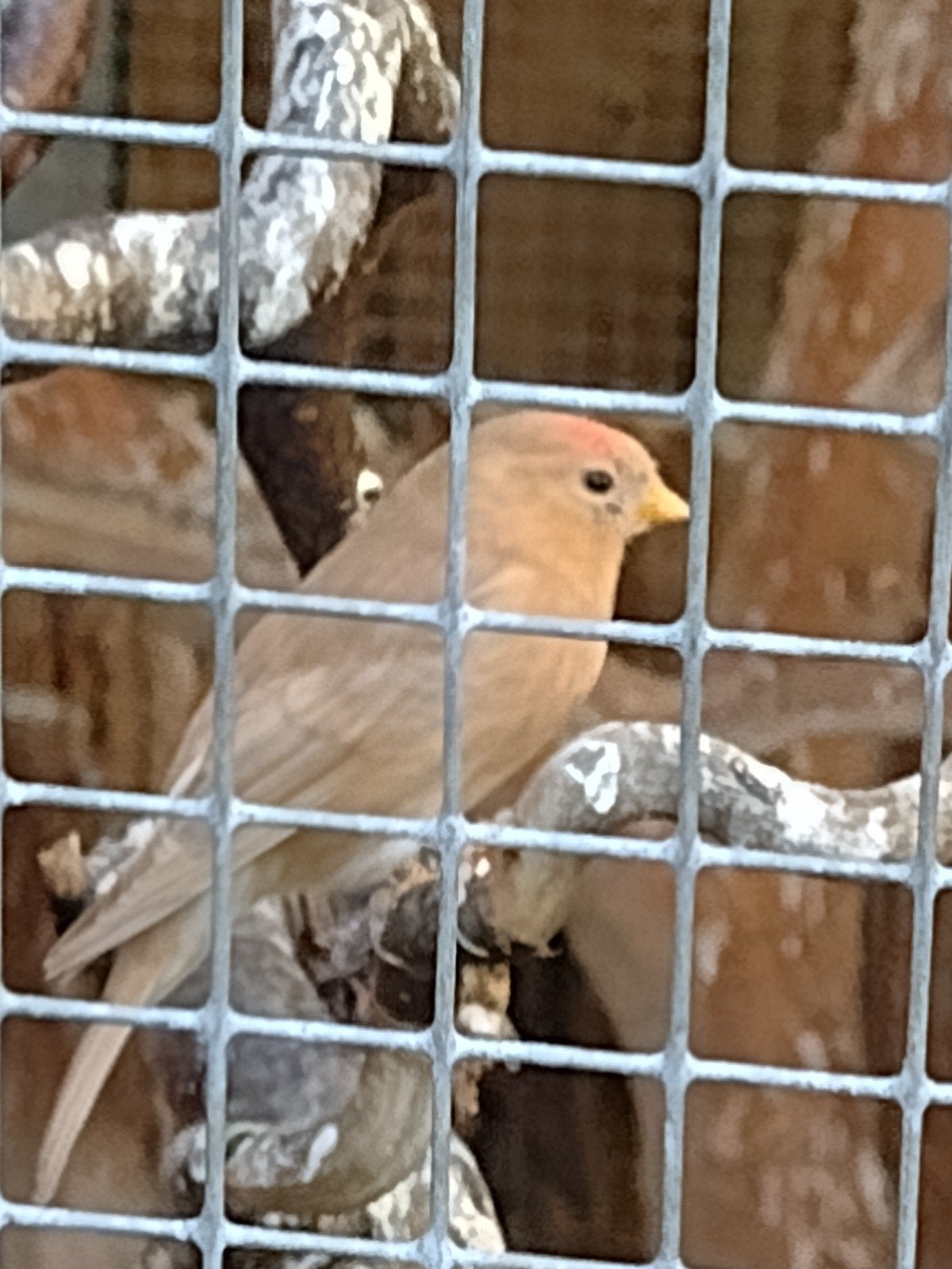 Barmsijsjes., Dieren en Toebehoren, Geslacht onbekend