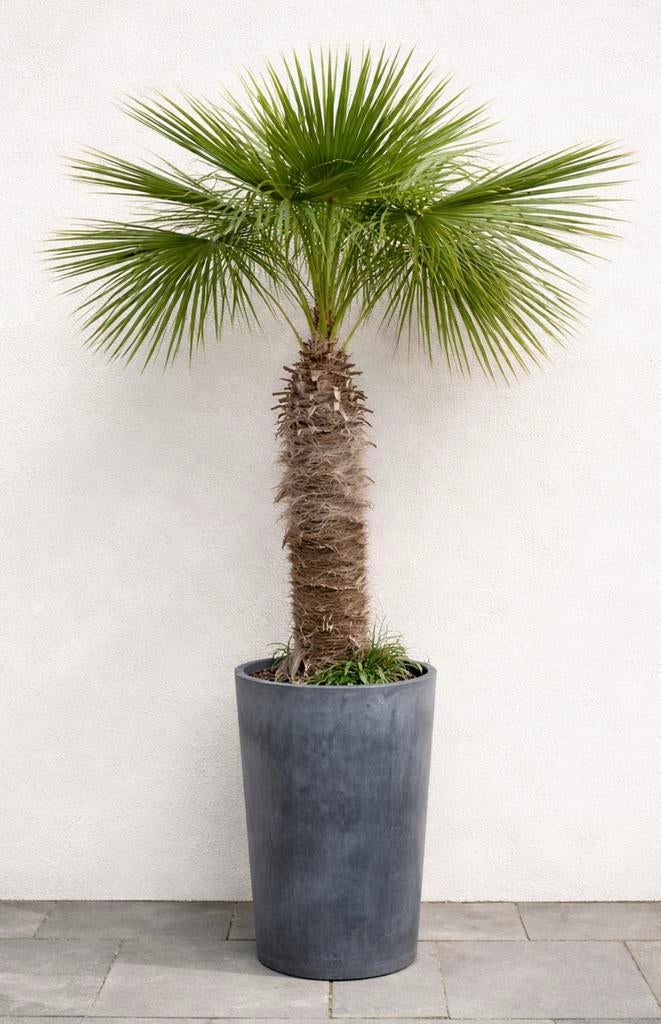 palmbomen, Tuin en Terras, Planten | Bomen, 100 tot 250 cm, Zomer, Palmboom, Ophalen