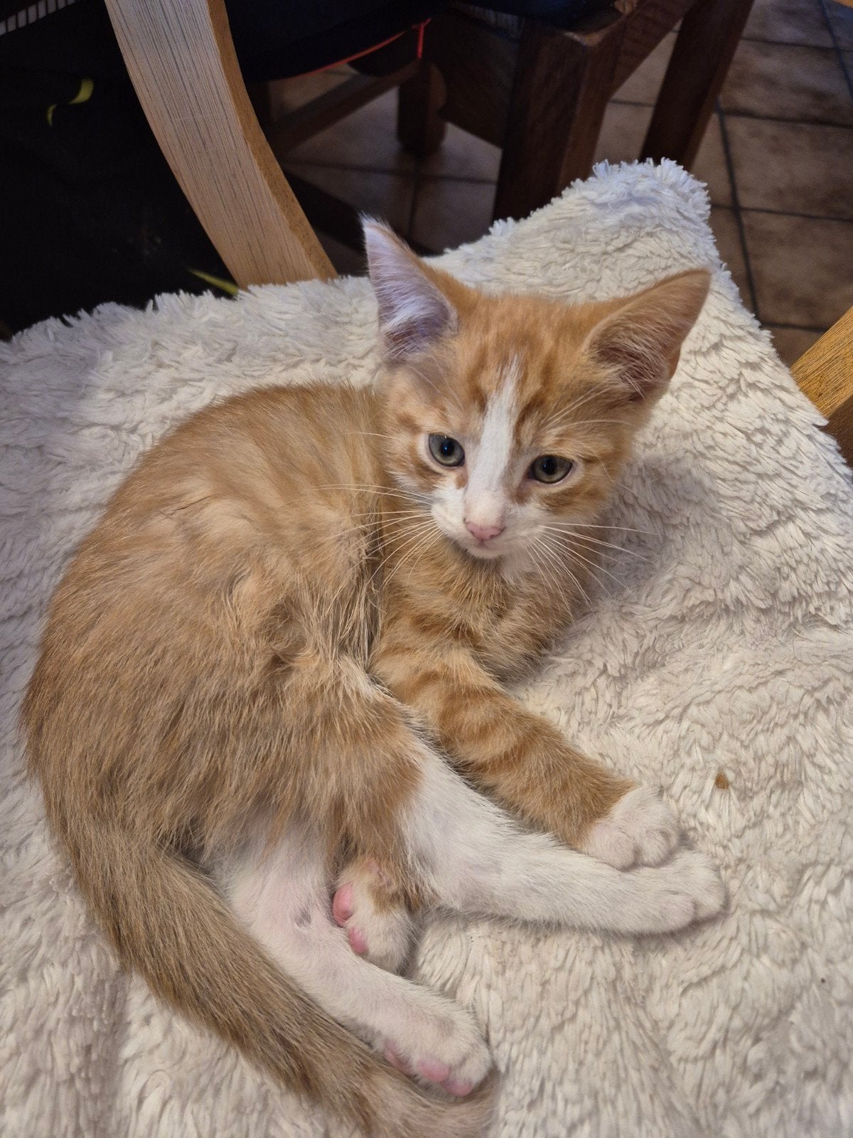 1 kitten  katertje, Dieren en Toebehoren, Kater, Kortharig, 0 tot 2 jaar