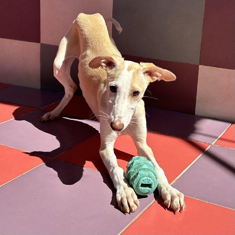 ACE: Sibel, van wie krijgt ze nu een kans?, Dieren en Toebehoren, Particulier, 15 weken tot 1 jaar, Buitenland, Teef