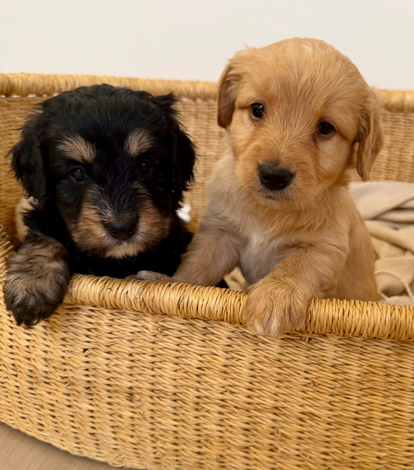 Mini bernedoodle pups te koop Berner Sennen x Poedel, Poedel, 8 tot 15 weken, Parvo, Meerdere