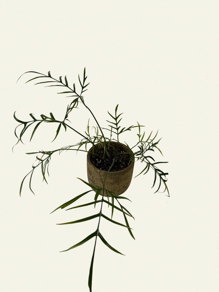 Philodendron Polypodioides, Huis en Inrichting, Kamerplanten, Ophalen of Verzenden, Halfschaduw, Minder dan 100 cm