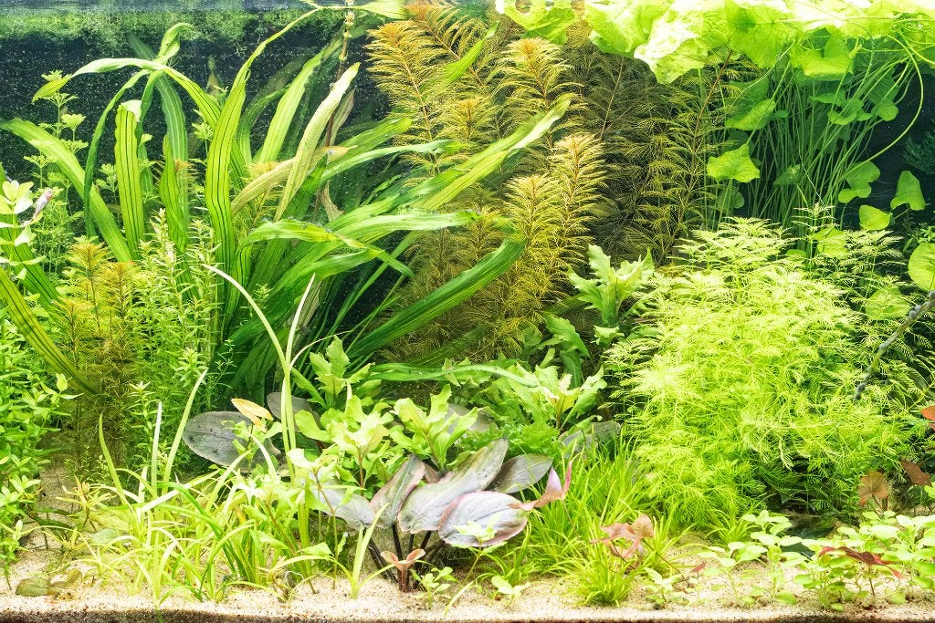 Aquariumplanten 56 stuks voor vaste prijs € 10,-ten, Ophalen, Zo goed als nieuw, Plant(en), Steen of Hout, Overige merken