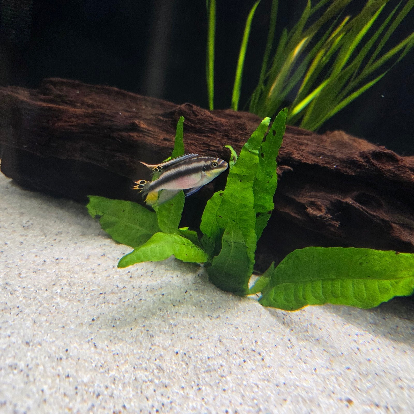 Kersenbuik koppeltje, Dieren en Toebehoren, Vissen | Aquariumvissen